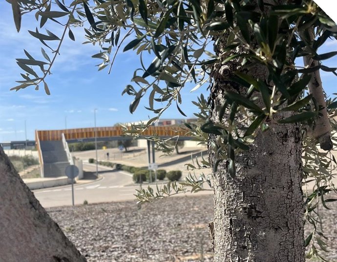 Uno de los olivos que refuerzan las zonas verdes en MotorLand Aragón.