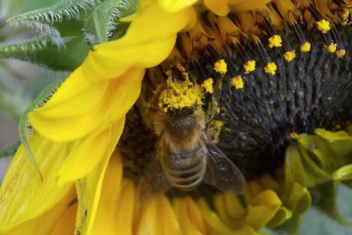 Archivo - Abeja con polen de girasol