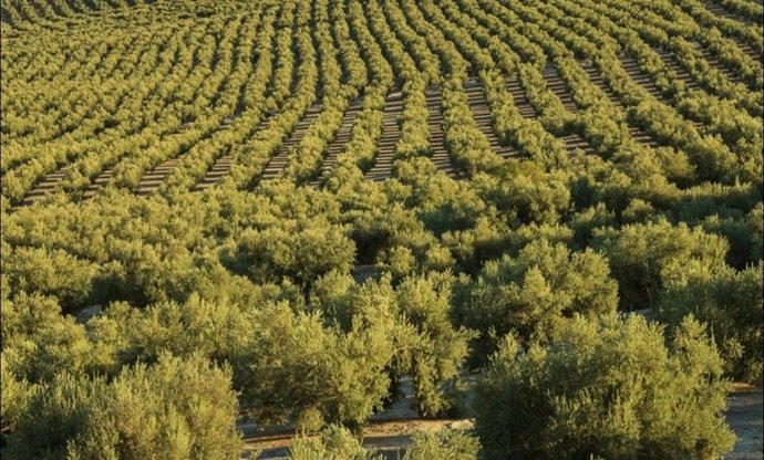 Jaén Merece Más ensalza a Picualia por encumbrar el aceite de Jaén como el mejor del país en los Premios Alimentos de España.