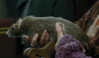 La serie de Harry Potter recupera la escena más inquietante de Scabbers que las películas ignoraron