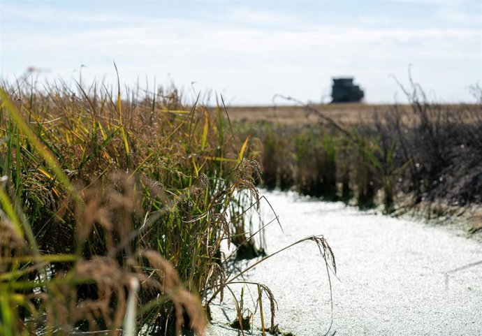 Archivo - Campos de arroz en las marismas del Guadalquivir. A 22 de octubre de 2024, en Sevilla (Andalucía, España).