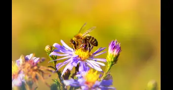 ¿Hay abejas rondando por tu jardín? Esto es lo que significa y por qué es una buena señal