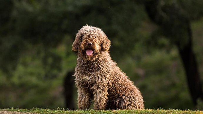 El Perro de Agua Español vuelve a ser la raza española más demandada en España, según la RSCE.