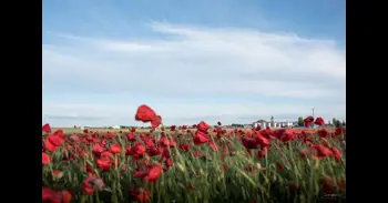 Descubre las amapolas de Socuéllamos: rutas para el espectáculo rojo de La Mancha