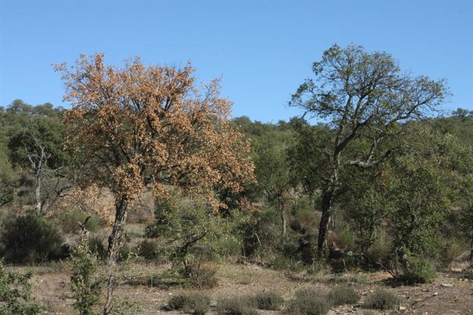 Cicytex desarrolla un sistema de alerta online sobre el patógeno que causa la 'seca' en encinas y alcornoques