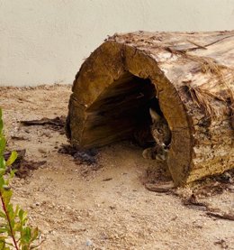 Imagen de una de las nuevas mudas de cuarentena