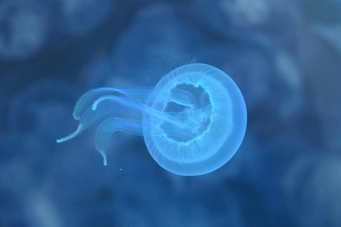 Ejemplar joven de medusa Aurelia aurita, cultivada en las instalaciones del Centro de Investigacións Mariñas (CIM) de la Universidad de Vigo.