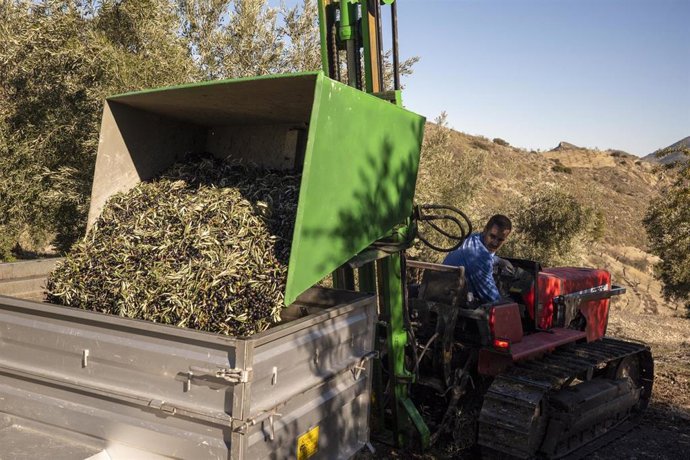 Archivo - Recolección de aceituna en un tajo de Sierra Mágina.