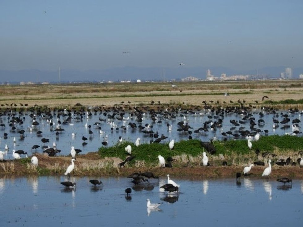 Moritos, gaviotas y ardeidas en un campo de arroz.