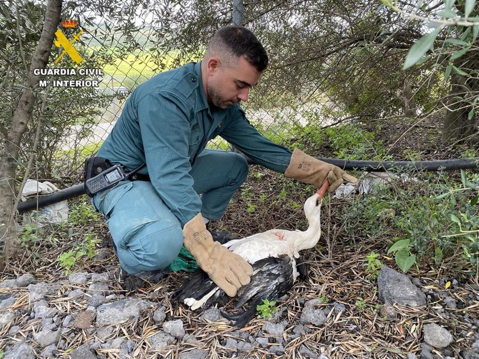 Un agente del Seprona auxilia a un ave herido en Sevilla.