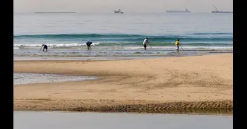 Andalucía adelanta veda de la coquina quince días por las borrascas y cierra hasta el 31 de mayo la captura de chirlas