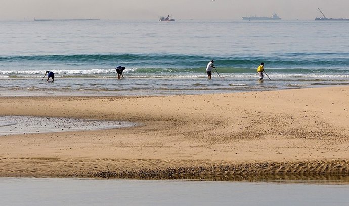 Archivo - Recogida de coquina. Marisqueo