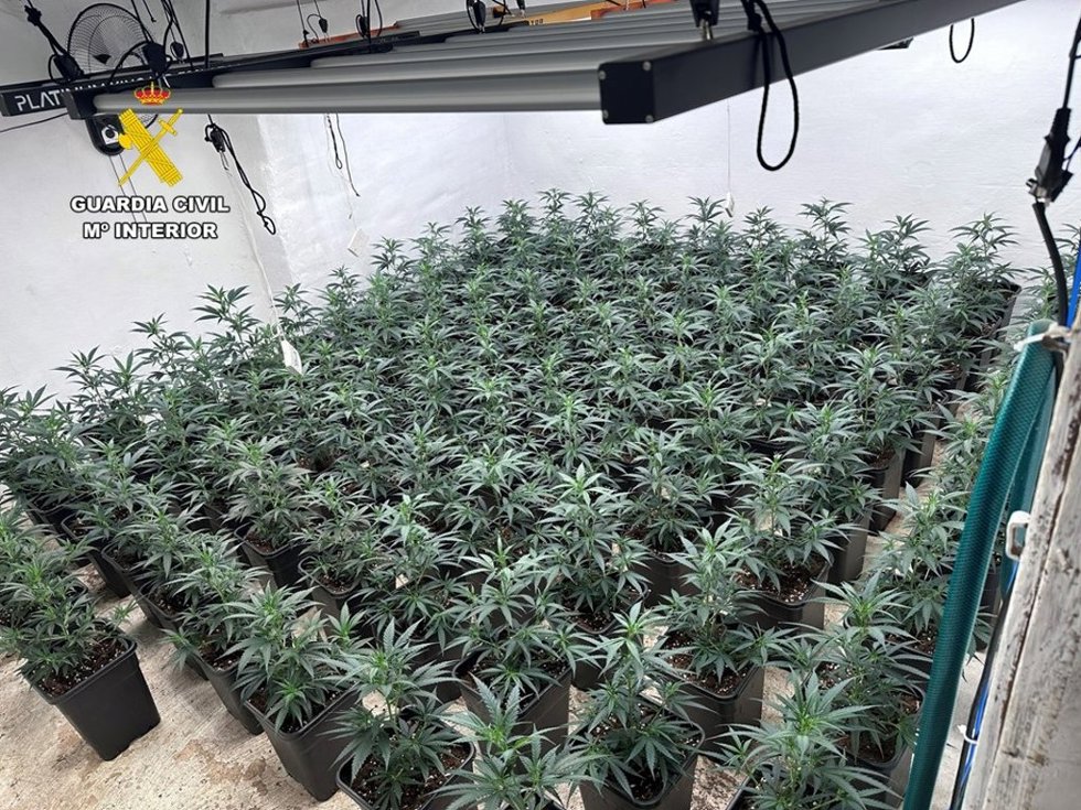 Plantación de marihuana desmantelada en Sax (Alicante)