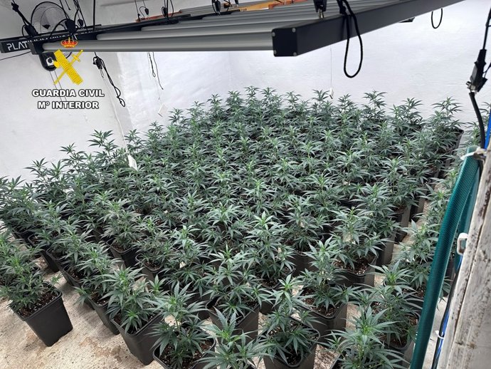 Plantació de marihuana desmantellada a Saix