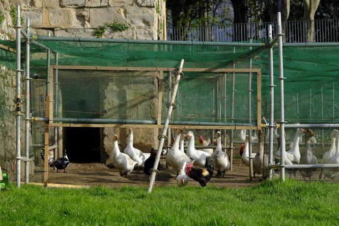 Aves en la Taconera.