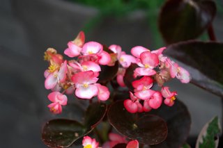 Una begonia rosa