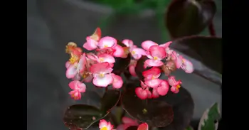 La flor perfecta para primavera que resiste el sol y requiere pocos cuidados