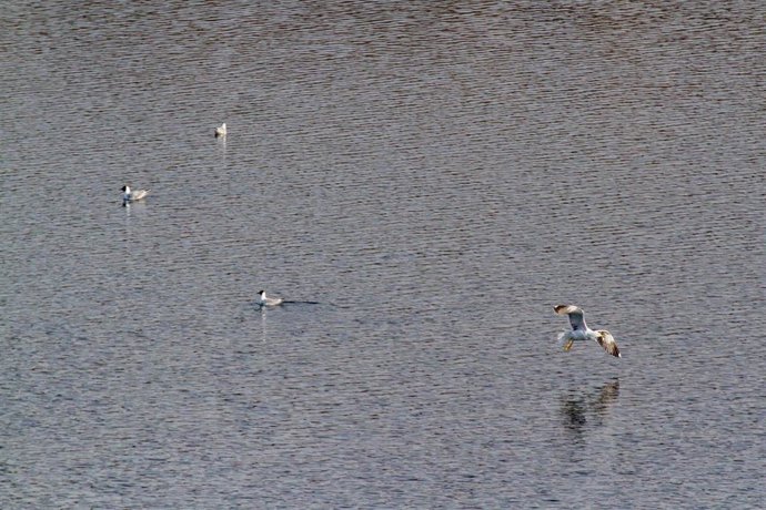Imagen de archivo de aves en lagunas