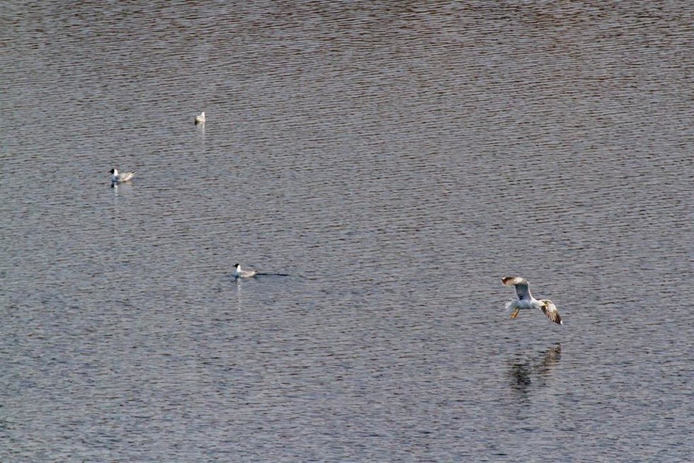 Imagen de archivo de aves en lagunas