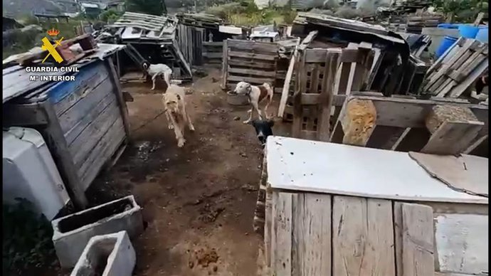 El SEPRONA investiga a una persona por maltrato animal en la Aldea de San Nicolás