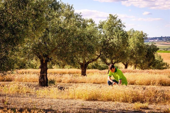 Archivo - Un total de 82 almazaras de seis países certificadas en sostenibilidad por Deoleo desde 2018.