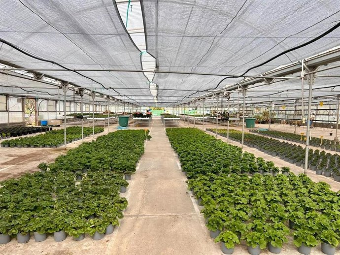 Proyecto de regeneración