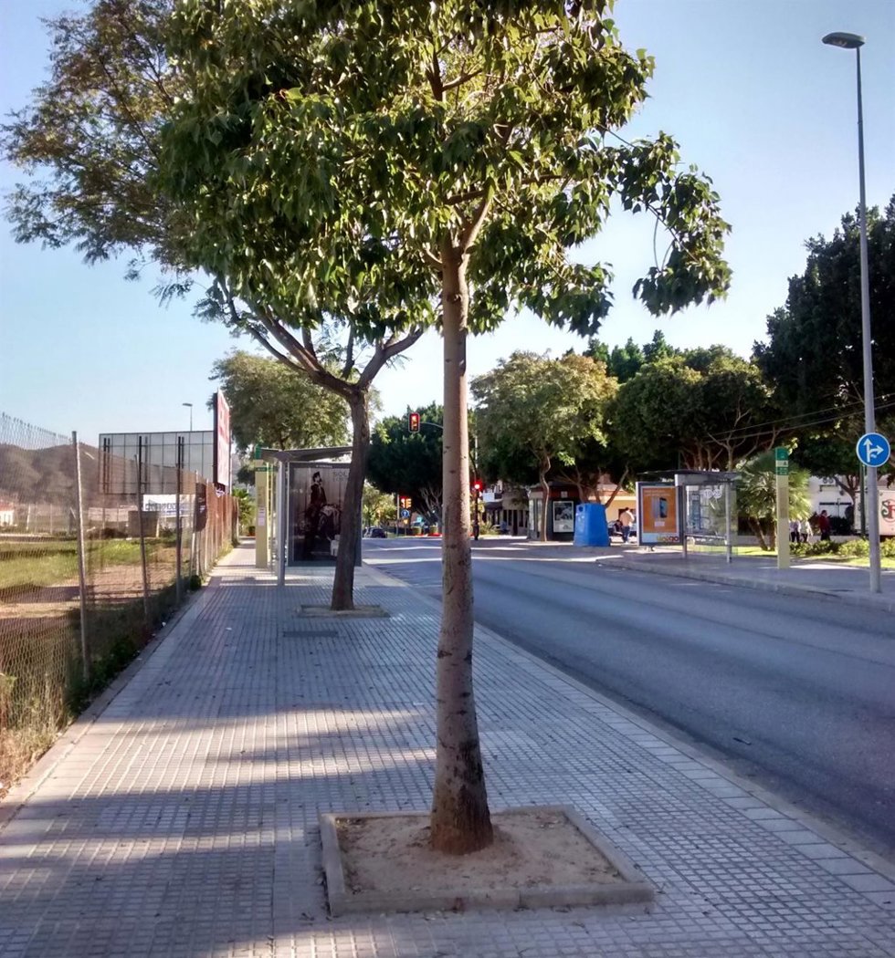 Archivo - Imagen de archivo de árboles en Málaga.