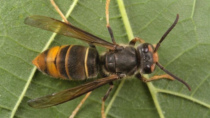 Imagen de un ejemplar de avispa velutina