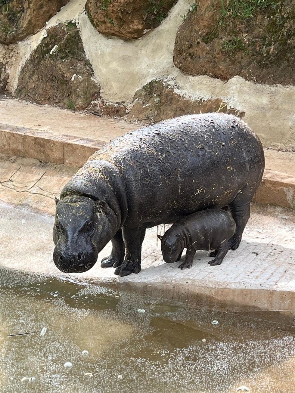Nace el primer hipopótamo pigmeo en el Parque de Cabárceno