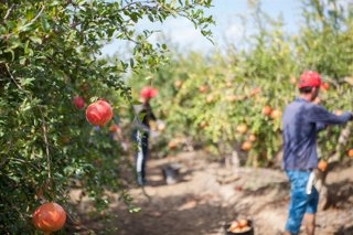Archivo - Imagen de archivo de granadas