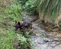 Continúa por sexto día consecutivo el dispositivo de búsqueda del hombre desapareciendo en Jarandilla de la Vera