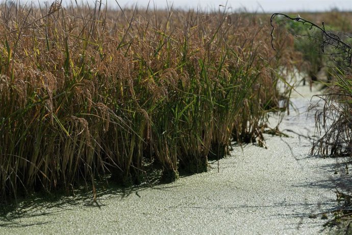 Archivo - Imagen de archivo de campos de arroz en las marismas del Guadalquivir.