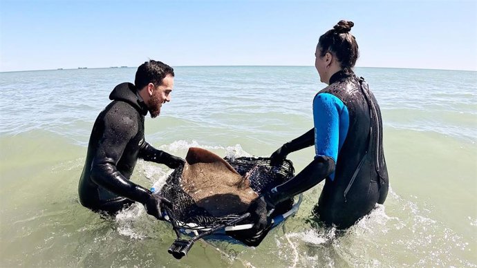 La Fundación Oceanogràfic lidera un proyecto para proteger a una de las rayas más amenazadas de Europa
