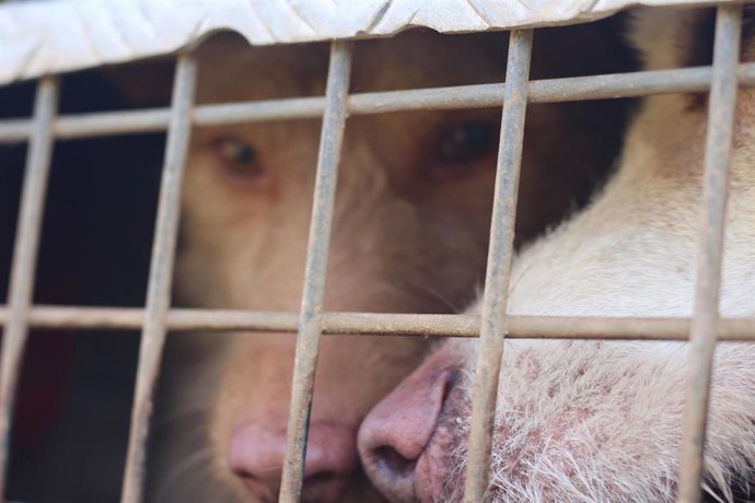 Cazadores con rehalas piden simplificar el futuro RD de núcleos zoológicos tradicionales y evitar "trabas burocráticas".