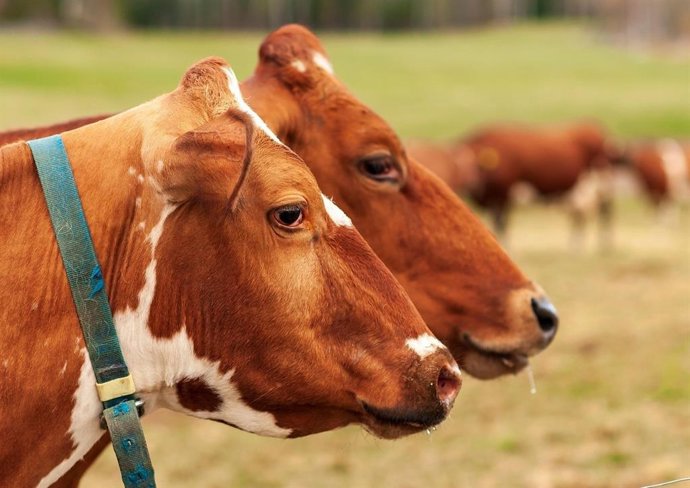 Imagen de archivo de ganado bovino