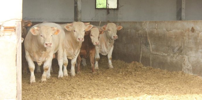 Comienza una nueva fase de la campaña de vacunación frente a la dermatosis nodular contagiosa (DNC) con la administración de otras 100.000 dosis.