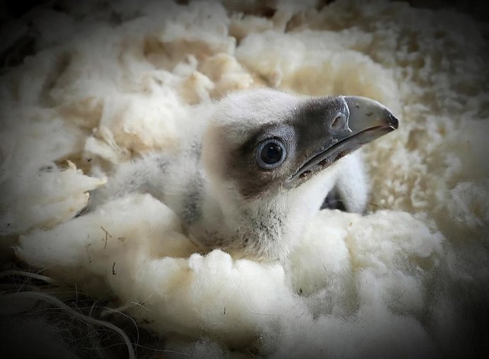 Cría de quebrantahuesos nacida en Picos de Europa.