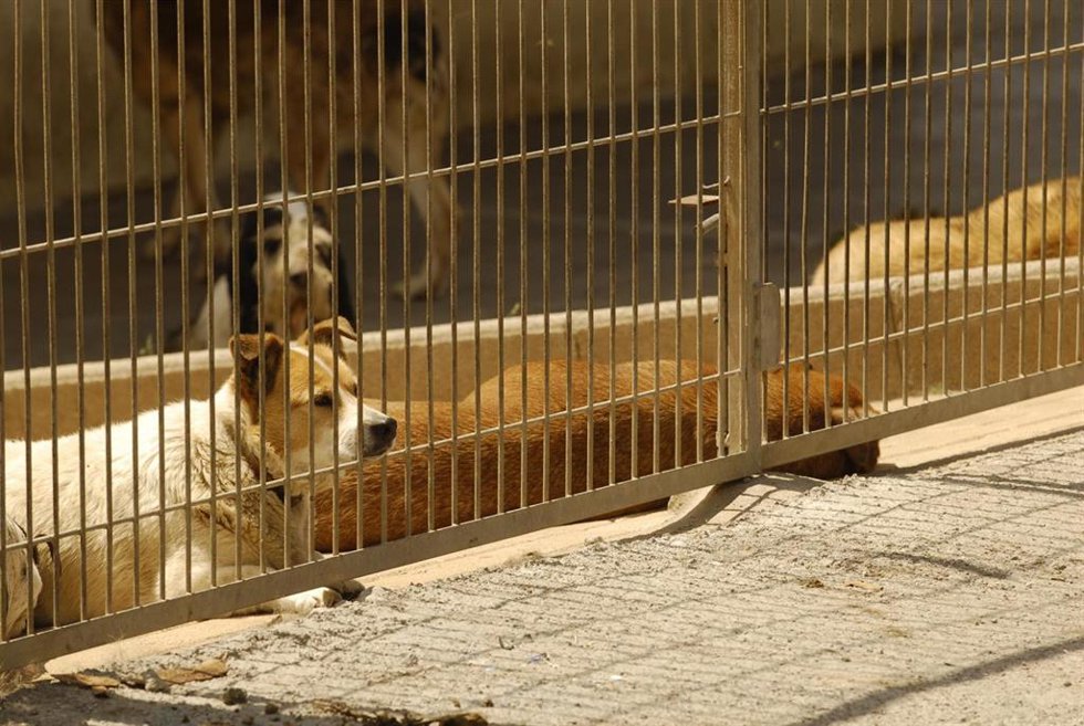 Archivo - Centro de animales