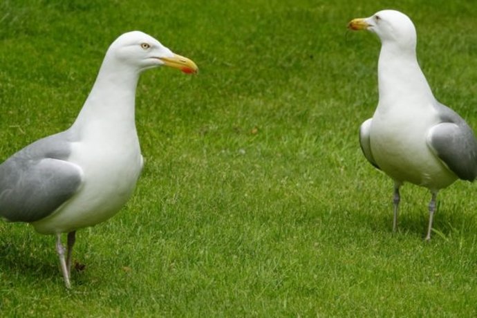 Dos ejemplares de gaviota patiamarilla.