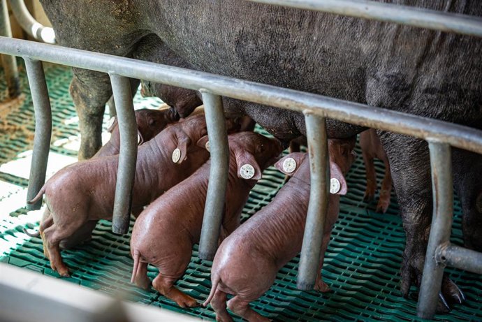 Archivo - Cerdos en una granja.