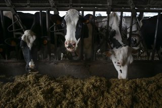 Archivo - Varias vacas en una ganadería de lácteo