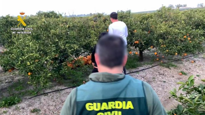 Operação “Alxaraf-Citru” da Guarda Civil por roubo de laranjas em Olivares (Sevilha).