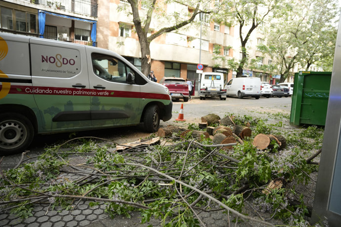 Caída de un árbol en la calle Amador de los Ríos de Sevilla