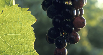 La Rioja