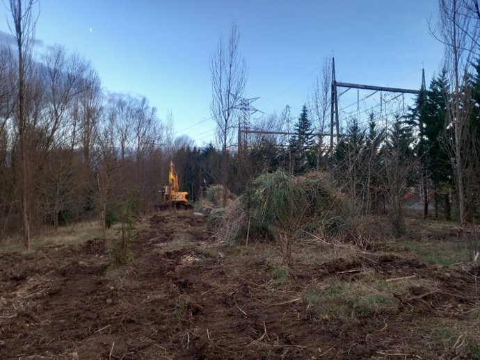 Red Eléctrica y SEO/BirdLife eliminan más de 25 hectáreas de plumero de la Pampa en Cantabria