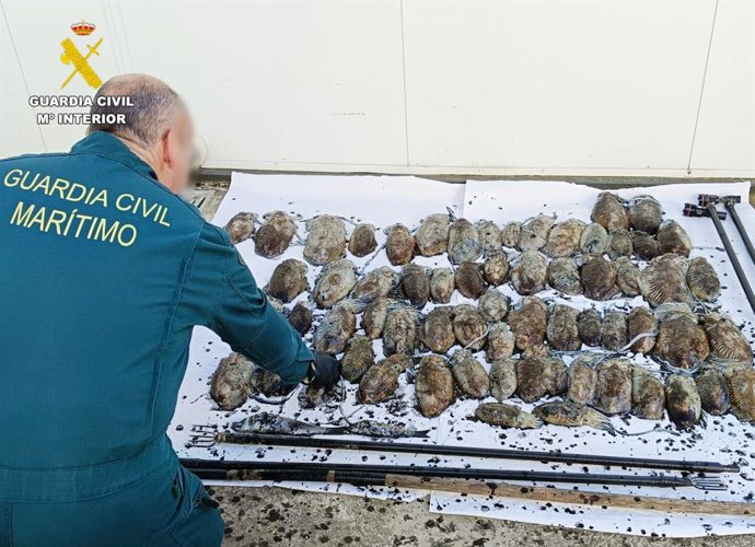 Denunciados cuatro pescadores furtivos el pasado fin de semana  en Santander con 40 kilos de cachón