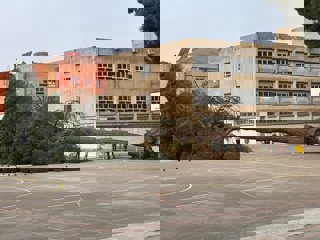 Pino caído en el colegios Alonso Berruguete de Valladolid.