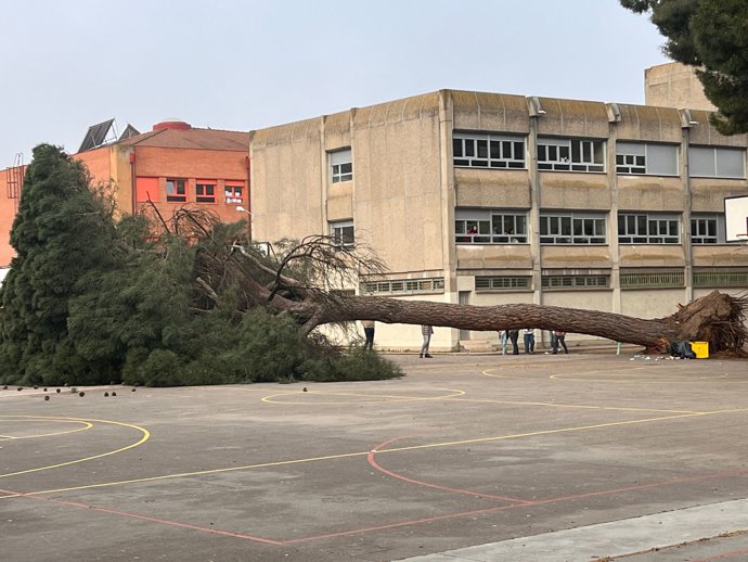 Pino caído en el colegios Alonso Berruguete de Valladolid.