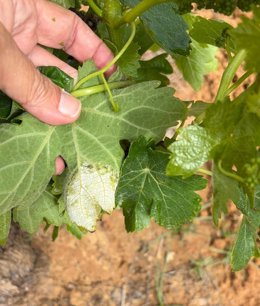 Primeras manchas de mildiu en en una parcela del viñedo del Condado de Huelva.