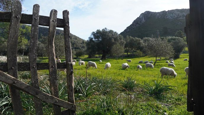 Archivo - Agricultura abona 3,8 millones de euros de diversas líneas de ayudas al sector primario de Baleares